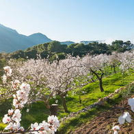 Brits spark spring season in Mallorca